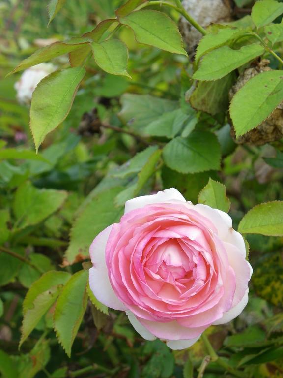 Вілла Fleur De Ciel Loos-en-Gohelle Екстер'єр фото