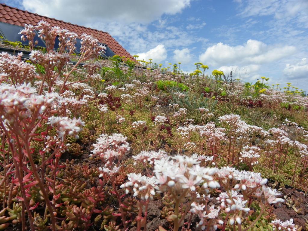 Вілла Fleur De Ciel Loos-en-Gohelle Екстер'єр фото